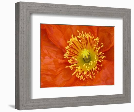 Icelandic Poppy Detail, Cannon Beach, Oregon, USA-Jamie & Judy Wild-Framed Photographic Print