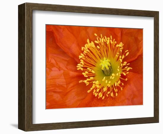 Icelandic Poppy Detail, Cannon Beach, Oregon, USA-Jamie & Judy Wild-Framed Photographic Print