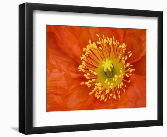 Icelandic Poppy Detail, Cannon Beach, Oregon, USA-Jamie & Judy Wild-Framed Photographic Print