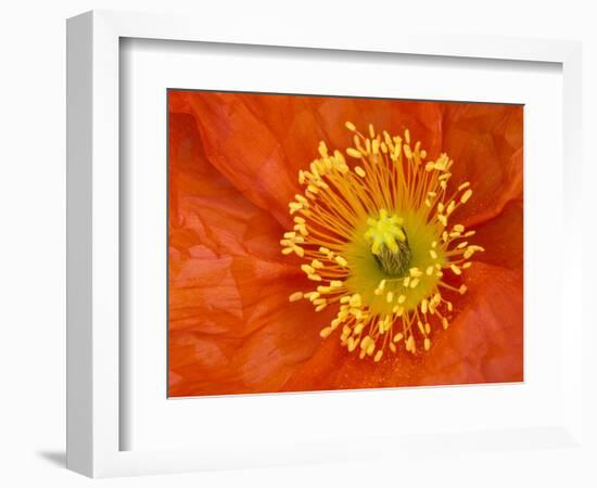 Icelandic Poppy Detail, Cannon Beach, Oregon, USA-Jamie & Judy Wild-Framed Photographic Print