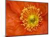 Icelandic Poppy Detail, Cannon Beach, Oregon, USA-Jamie & Judy Wild-Mounted Photographic Print