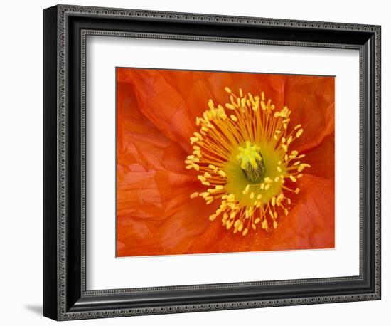 Icelandic Poppy Detail, Cannon Beach, Oregon, USA-Jamie & Judy Wild-Framed Photographic Print