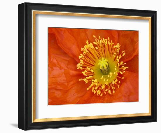 Icelandic Poppy Detail, Cannon Beach, Oregon, USA-Jamie & Judy Wild-Framed Photographic Print