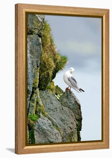 Icelandic Seagull-Howard Ruby-Framed Premier Image Canvas