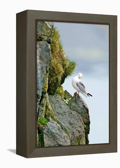 Icelandic Seagull-Howard Ruby-Framed Premier Image Canvas