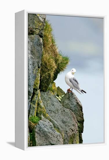 Icelandic Seagull-Howard Ruby-Framed Premier Image Canvas