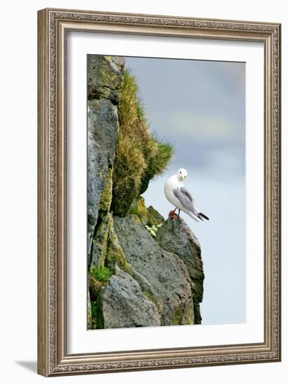 Icelandic Seagull-Howard Ruby-Framed Photographic Print