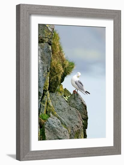 Icelandic Seagull-Howard Ruby-Framed Photographic Print