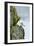 Icelandic Seagull-Howard Ruby-Framed Photographic Print