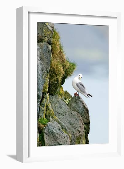 Icelandic Seagull-Howard Ruby-Framed Photographic Print