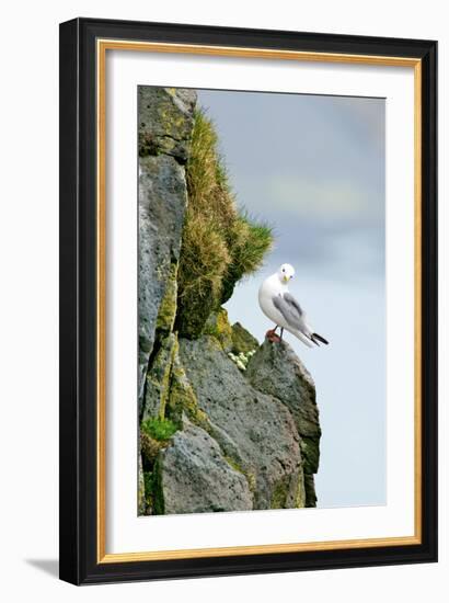 Icelandic Seagull-Howard Ruby-Framed Photographic Print