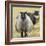 Icelandic sheep, Kirkjufell, Iceland, Polar Regions-John Potter-Framed Photographic Print