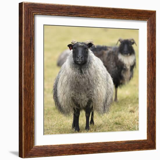 Icelandic sheep, Kirkjufell, Iceland, Polar Regions-John Potter-Framed Photographic Print