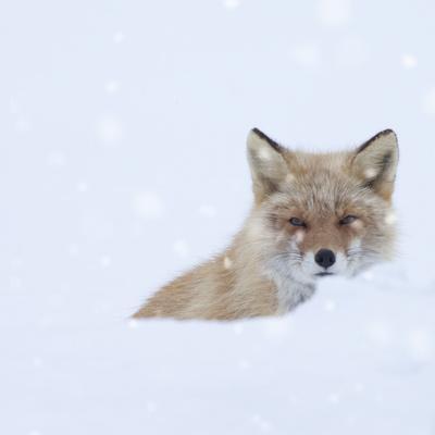 Fox 8x10 Wildlife James Jones Photography Print Picture