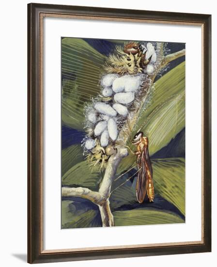 Ichneumon Wasp (Ophion Macrurum), Vespidae-null-Framed Giclee Print