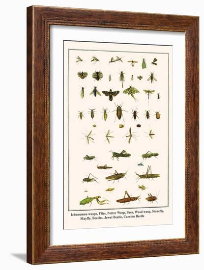 Ichneumon Wasps, Flies, Potter Wasp, Bees, Wood Wasp, Stonefly, Mayfly, Beetles, Jewel Beetle, etc.-Albertus Seba-Framed Art Print