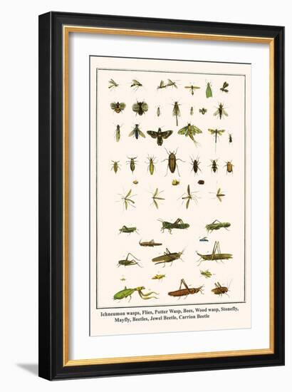 Ichneumon Wasps, Flies, Potter Wasp, Bees, Wood Wasp, Stonefly, Mayfly, Beetles, Jewel Beetle, etc.-Albertus Seba-Framed Art Print