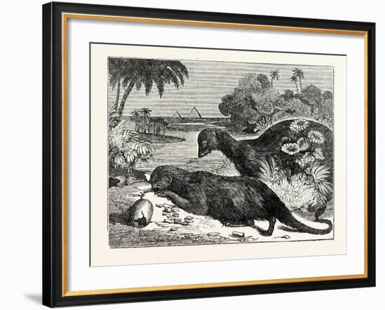 Ichneumons-null-Framed Giclee Print