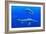 Ichthyosaur Marine Reptiles-Chris Butler-Framed Photographic Print