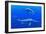 Ichthyosaur Marine Reptiles-Chris Butler-Framed Photographic Print