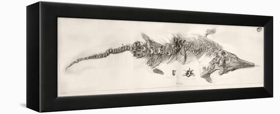Ichthyosaur Skeleton Engraving 1819 Home-Stewart Stewart-Framed Premier Image Canvas