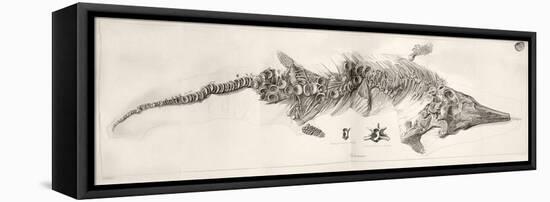 Ichthyosaur Skeleton Engraving 1819 Home-Stewart Stewart-Framed Premier Image Canvas