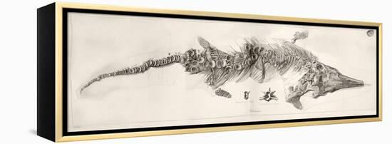 Ichthyosaur Skeleton Engraving 1819 Home-Stewart Stewart-Framed Premier Image Canvas