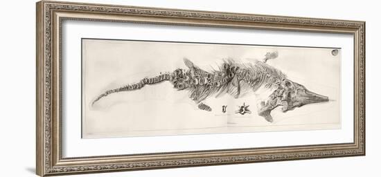 Ichthyosaur Skeleton Engraving 1819 Home-Stewart Stewart-Framed Photographic Print