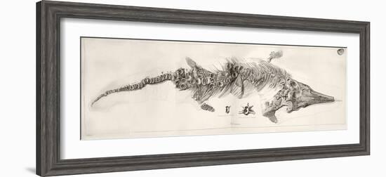 Ichthyosaur Skeleton Engraving 1819 Home-Stewart Stewart-Framed Photographic Print