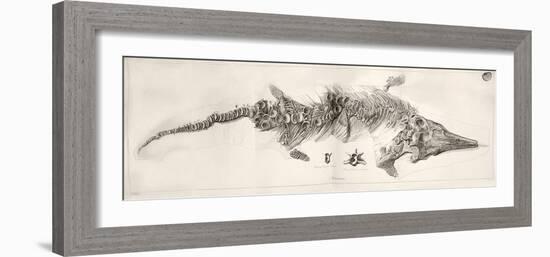 Ichthyosaur Skeleton Engraving 1819 Home-Stewart Stewart-Framed Photographic Print