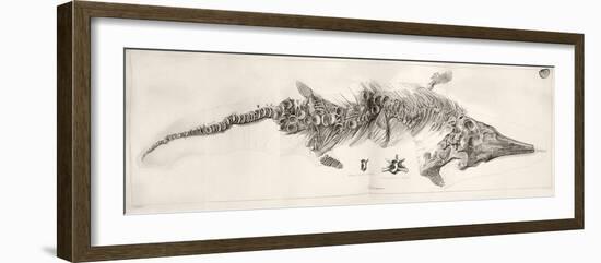 Ichthyosaur Skeleton Engraving 1819 Home-Stewart Stewart-Framed Photographic Print