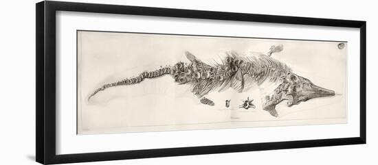 Ichthyosaur Skeleton Engraving 1819 Home-Stewart Stewart-Framed Photographic Print