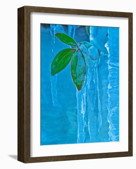 Icicle, Great Smoky Mountains National Park, Tennessee, USA-Adam Jones-Framed Photographic Print