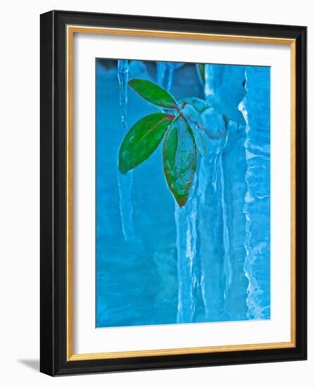 Icicle, Great Smoky Mountains National Park, Tennessee, USA-Adam Jones-Framed Photographic Print