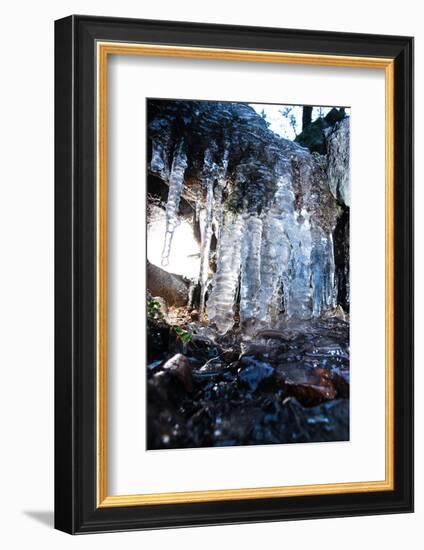 Icicles in the back light, Baden-Wurttemberg, Germany-Michael Hartmann-Framed Photographic Print