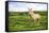 Iclenadic Horse With Green Grass And Waterall In The Background-Erik Kruthoff-Framed Stretched Canvas