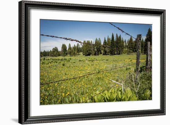 Idaho, Camas Prairie, Field and Barbed Wire Fence-Alison Jones-Framed Photographic Print