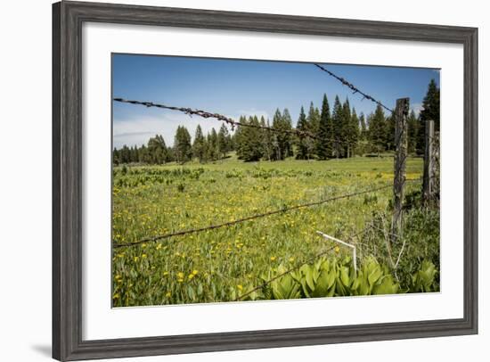 Idaho, Camas Prairie, Field and Barbed Wire Fence-Alison Jones-Framed Photographic Print