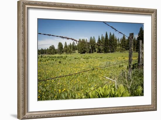 Idaho, Camas Prairie, Field and Barbed Wire Fence-Alison Jones-Framed Photographic Print