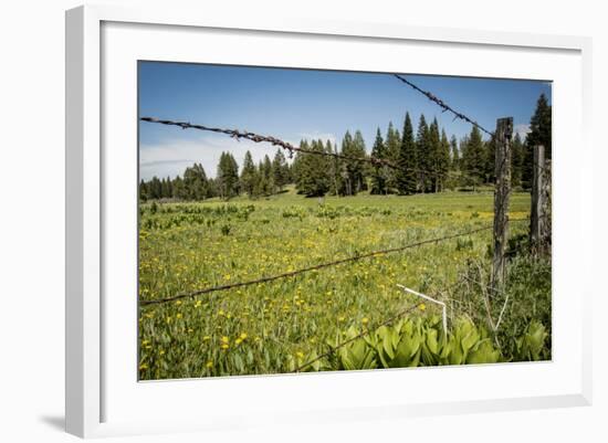 Idaho, Camas Prairie, Field and Barbed Wire Fence-Alison Jones-Framed Photographic Print