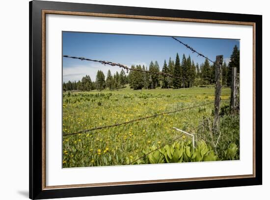 Idaho, Camas Prairie, Field and Barbed Wire Fence-Alison Jones-Framed Photographic Print