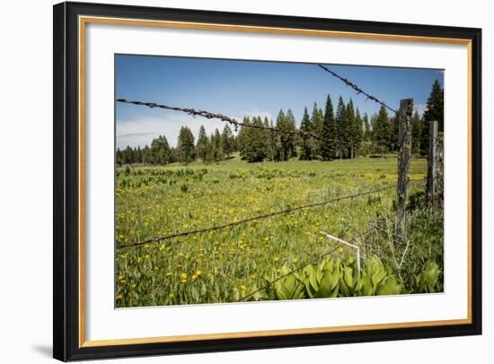 Idaho, Camas Prairie, Field and Barbed Wire Fence-Alison Jones-Framed Photographic Print