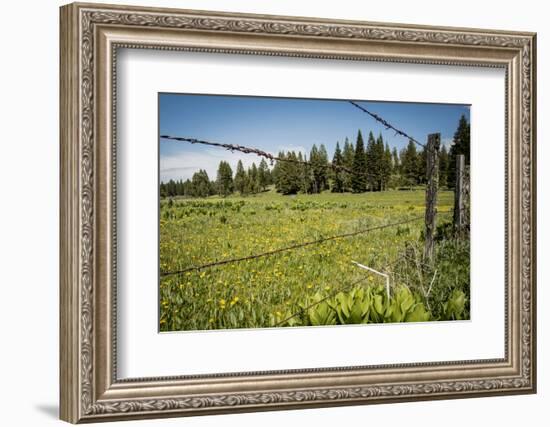 Idaho, Camas Prairie, Field and Barbed Wire Fence-Alison Jones-Framed Photographic Print