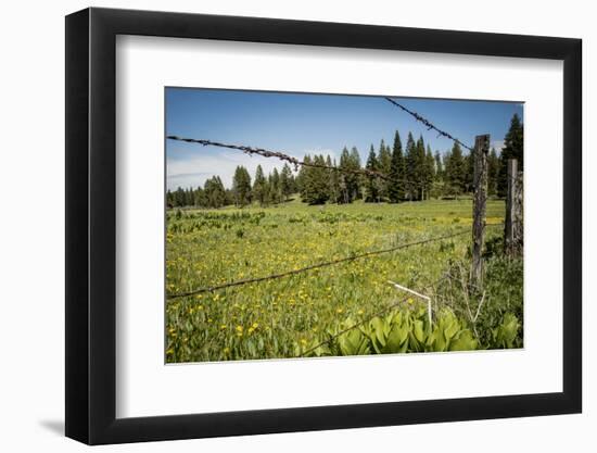 Idaho, Camas Prairie, Field and Barbed Wire Fence-Alison Jones-Framed Photographic Print