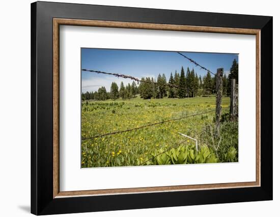 Idaho, Camas Prairie, Field and Barbed Wire Fence-Alison Jones-Framed Photographic Print