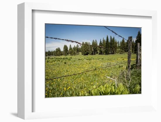 Idaho, Camas Prairie, Field and Barbed Wire Fence-Alison Jones-Framed Photographic Print