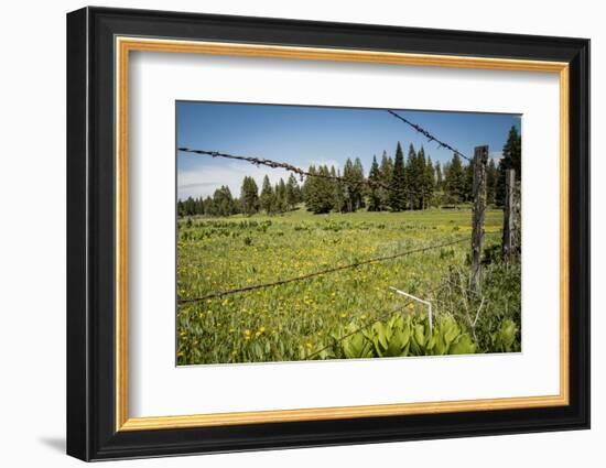 Idaho, Camas Prairie, Field and Barbed Wire Fence-Alison Jones-Framed Photographic Print