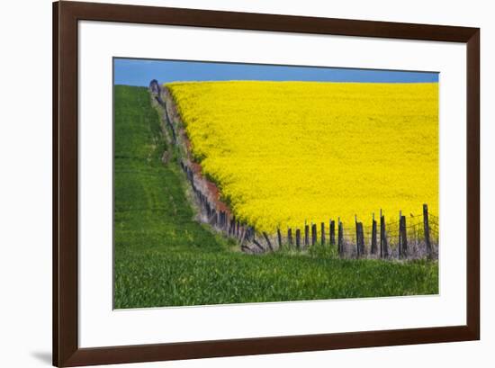 Idaho, Grangeville, Canola Field in Full Fresh Bloom Along Fence-Terry Eggers-Framed Premium Photographic Print