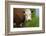 Idaho, Grangeville, White Faced Steer in Field-Terry Eggers-Framed Photographic Print