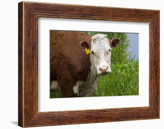 Idaho, Grangeville, White Faced Steer in Field-Terry Eggers-Framed Photographic Print